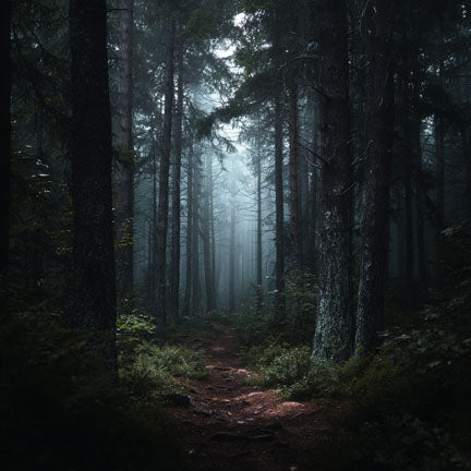 path in woods with no one around